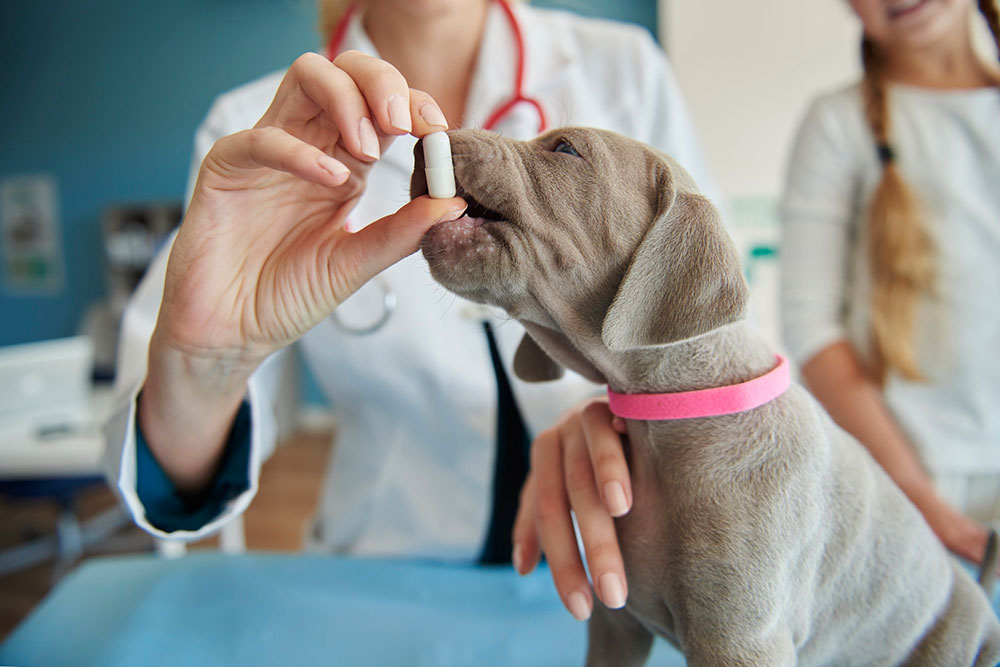 veterinaria veterinaria